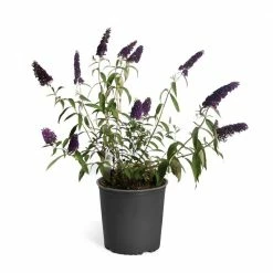 Brighter Blooms 3 Gal. Black Knight Butterfly Shrub with Purple Flowers