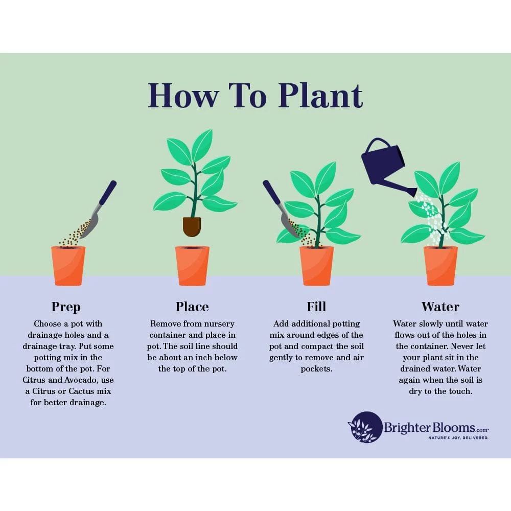 Brighter Blooms 3 Gal. Shi Gashira Camella Flowering Shrub with Pink Blooms - Image 5