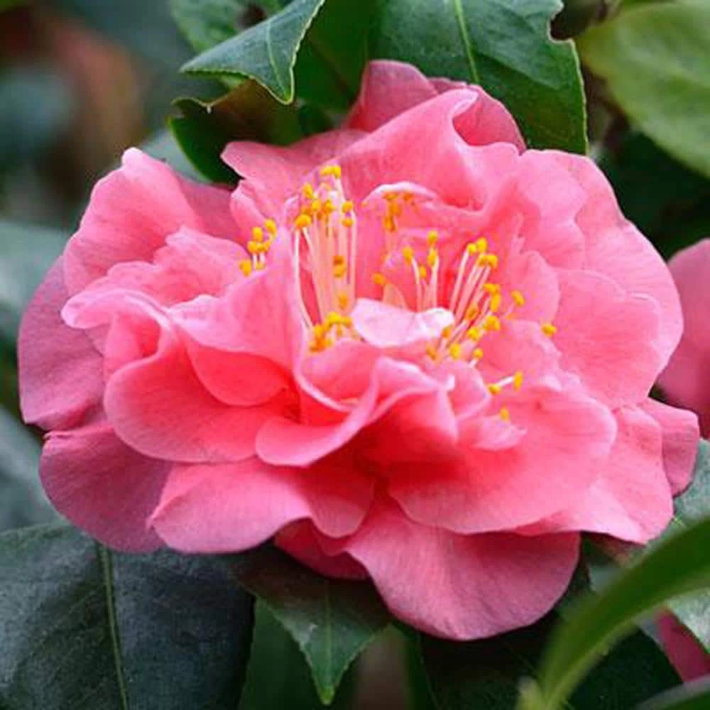 Brighter Blooms 3 Gal. Shi Gashira Camella Flowering Shrub with Pink Blooms - Image 3