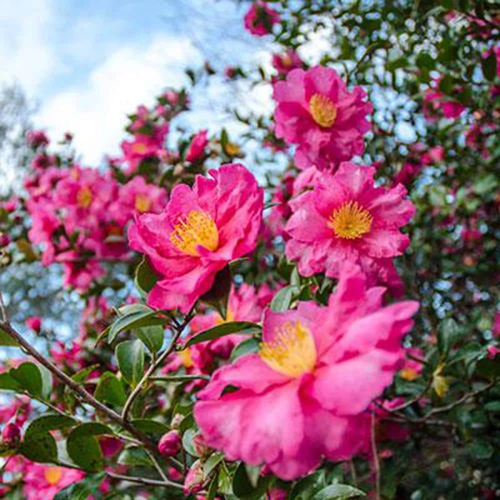 Brighter Blooms 3 Gal. Shi Gashira Camella Flowering Shrub with Pink Blooms - Image 2