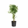 Brighter Blooms 3 Gal. Arabica Coffee Shrub Plant