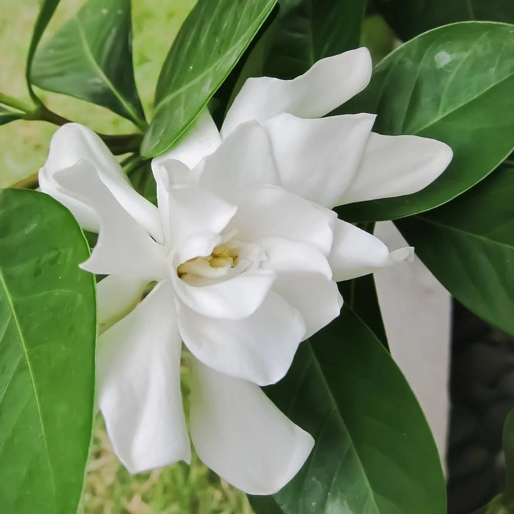 Brighter Blooms 3 Gal. Flowering Frost Proof Gardenia with White Blooms - Image 3