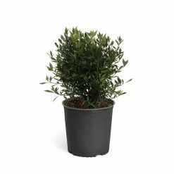 Brighter Blooms 3 Gal. Flowering Frost Proof Gardenia with White Blooms