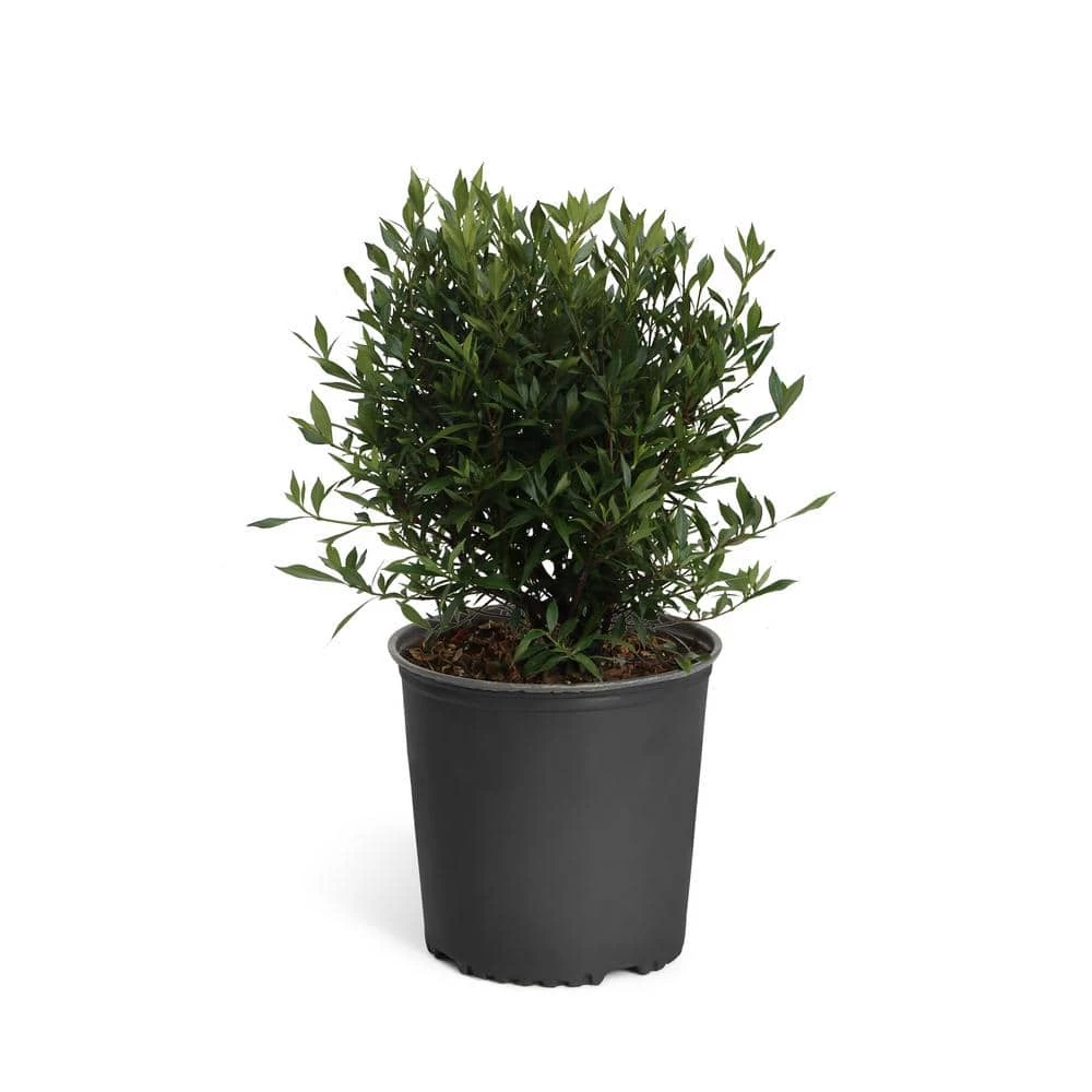 Brighter Blooms 3 Gal. Flowering Frost Proof Gardenia with White Blooms