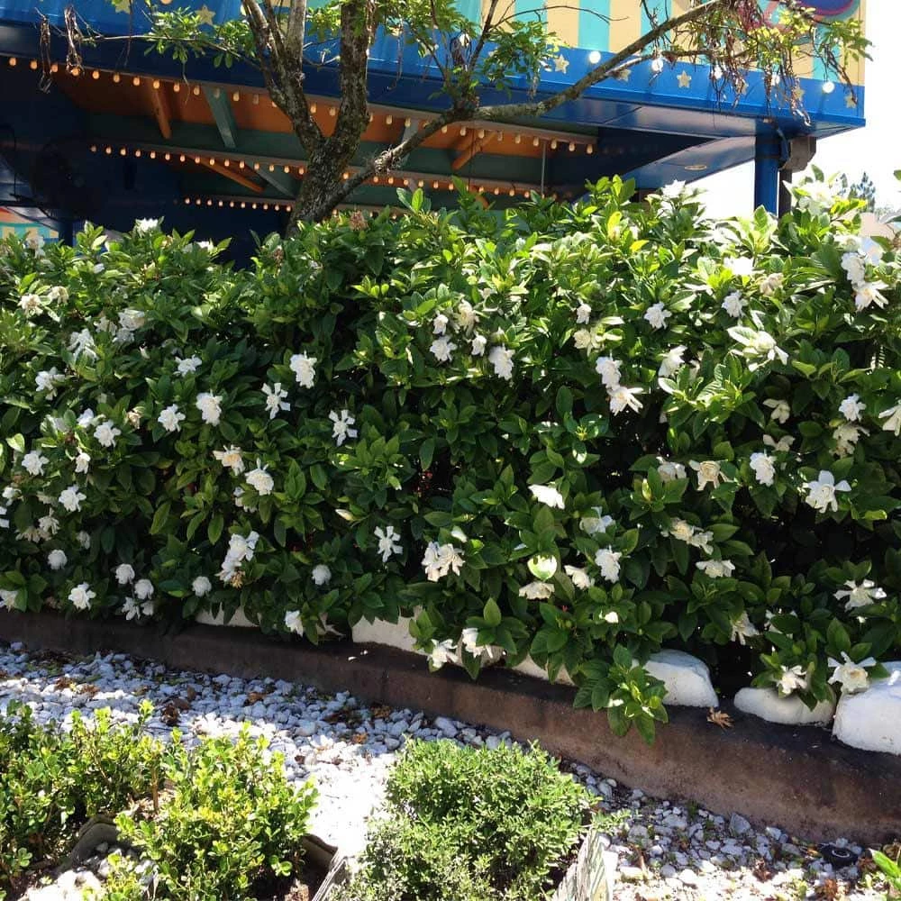 Brighter Blooms 3 Gal. Flowering Frost Proof Gardenia with White Blooms - Image 2