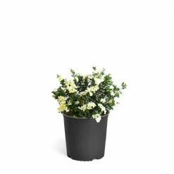 Brighter Blooms 3 Gal. Radicans Gardenia Flowering Shrub with White Blooms