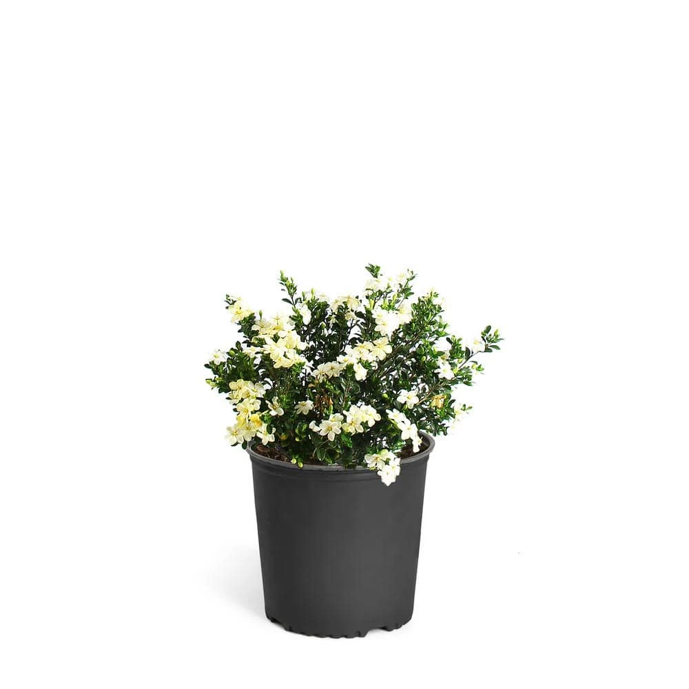 Brighter Blooms 3 Gal. Radicans Gardenia Flowering Shrub with White Blooms
