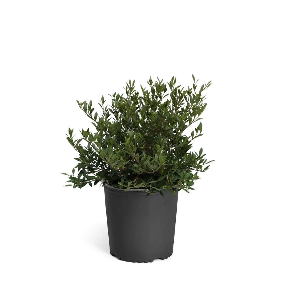 Brighter Blooms 3 Gal. Radicans Gardenia Flowering Shrub with White Blooms - Image 3