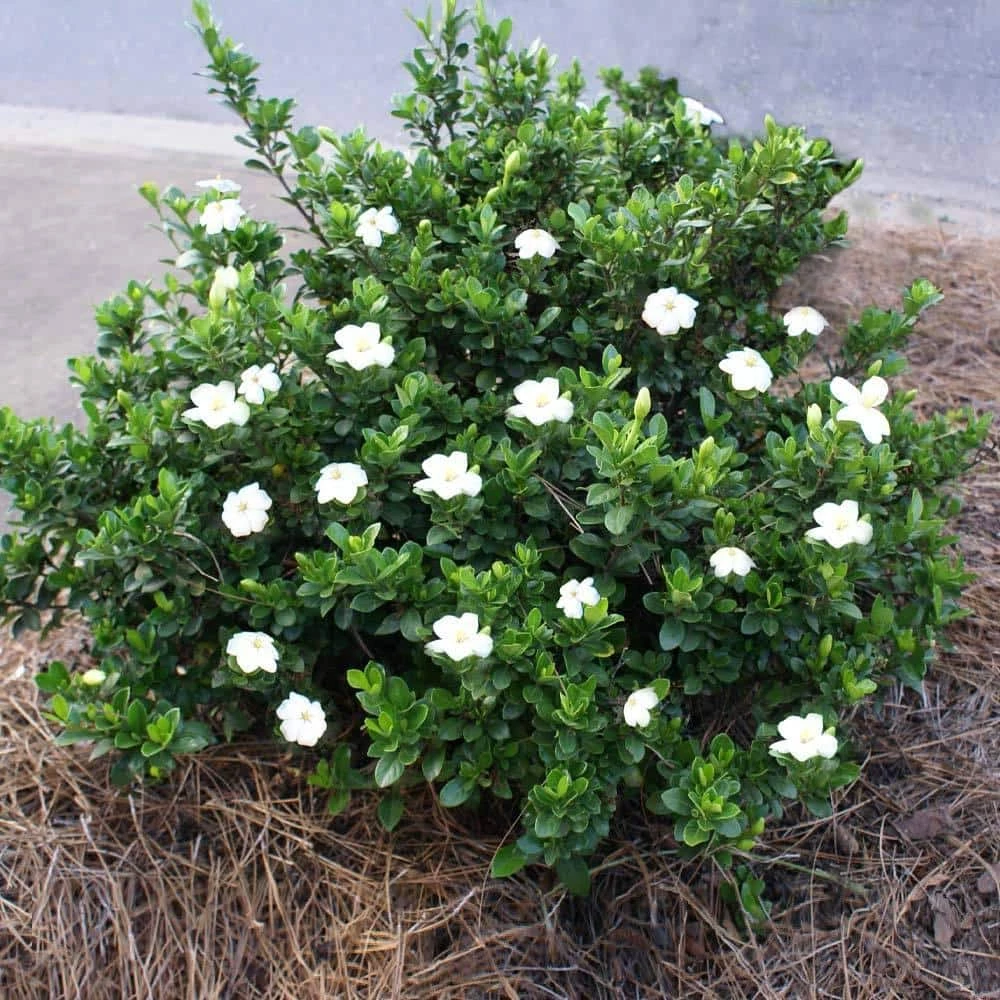 Brighter Blooms 3 Gal. Radicans Gardenia Flowering Shrub with White Blooms - Image 2