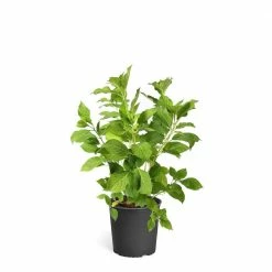 Brighter Blooms 3 Gal. Annabelle Hydrangea Flowering Shrub with White Blooms