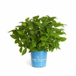 Brighter Blooms 2 Gal. Flowering Endless Summer Hydrangea Shrub