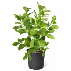 Brighter Blooms 3 Gal. Vanilla Strawberry Hydrangea Shrub with Pink Blooms