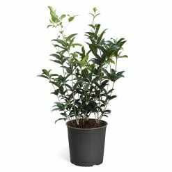 Brighter Blooms 3 Gal. Fragrant Tea Olive Shrub