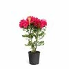Brighter Blooms 3 Gal. Rhododendron Flowering Shrub with Red Flowers