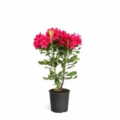 Brighter Blooms 3 Gal. Rhododendron Flowering Shrub with Red Flowers