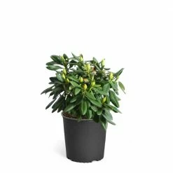 Brighter Blooms 3 Gal. White Rhododendron Flowering Shrub