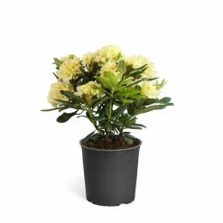 Brighter Blooms 3 Gal. Yellow Rhododendron Flowering Shrub