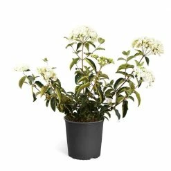 Brighter Blooms 3 Gal. Snowball Bush Flowering Shrub with White Blooms