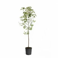 Brighter Blooms 5 Gal. Honeycrisp Apple Tree