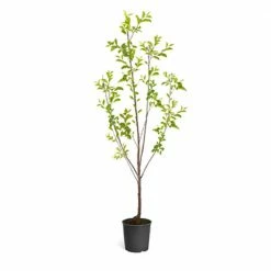 Brighter Blooms Bing Cherry Tree