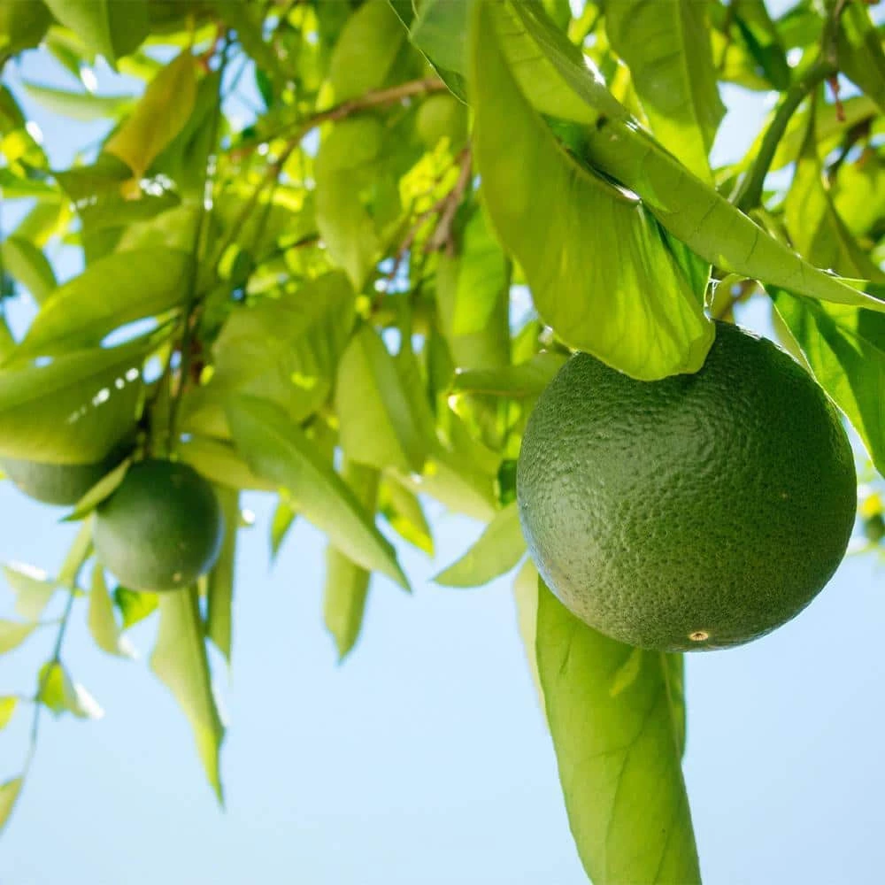 Brighter Blooms 1 Qt. Persian Bearss Lime Tree - Image 2