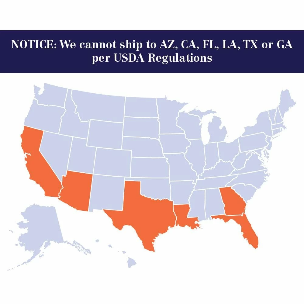 Brighter Blooms 1 Qt. Persian Bearss Lime Tree - Image 6