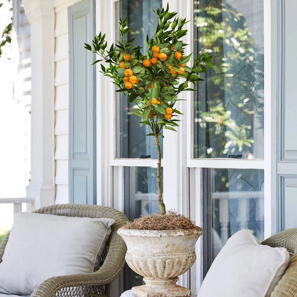 Brighter Blooms 1 Qt. Honey Mandarin Tree - Image 2