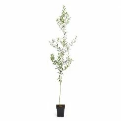 Brighter Blooms 3 Gal. Arbequina Olive Tree 3 ft. to 4 ft. Tall