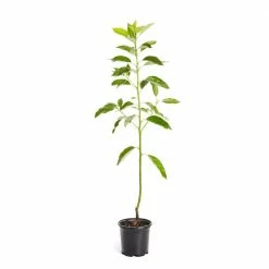 Brighter Blooms 1 Gal. Cold Hardy Avocado Tree