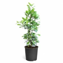 Brighter Blooms 3 Gal. Miracle Berry Bush