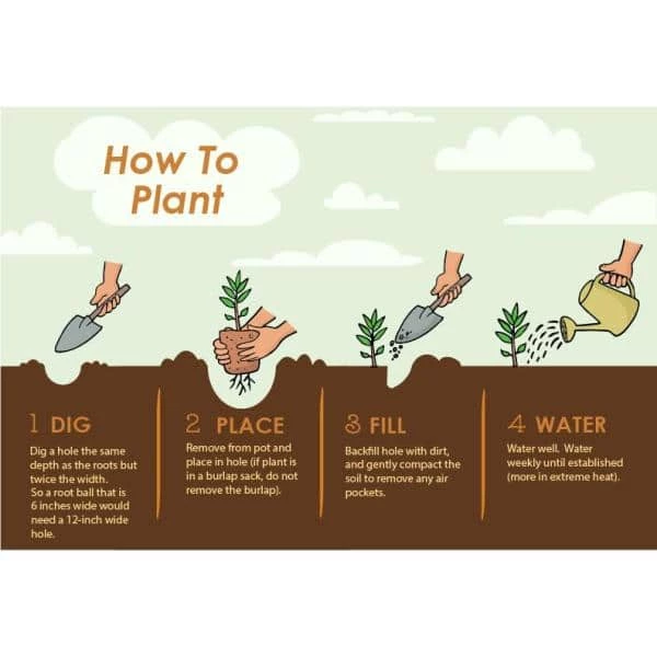 Brighter Blooms 1 Qt. Nagami Kumquat Tree - Image 4