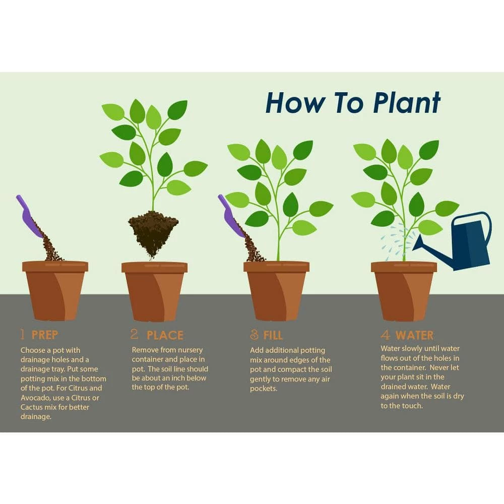 Brighter Blooms 1 Qt. Nagami Kumquat Tree - Image 3