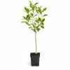 Brighter Blooms 1 Qt. Nagami Kumquat Tree