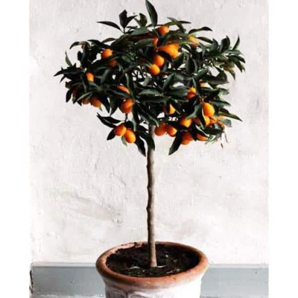 Brighter Blooms 1 Qt. Nagami Kumquat Tree - Image 2