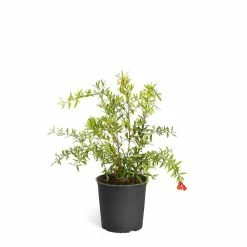 Brighter Blooms 2 Gal. Cold Hardy Pomegranate Tree