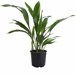 Brighter Blooms 3 Gal. Cast Iron Plant Aspidistra Elatior Plant in Black Pot
