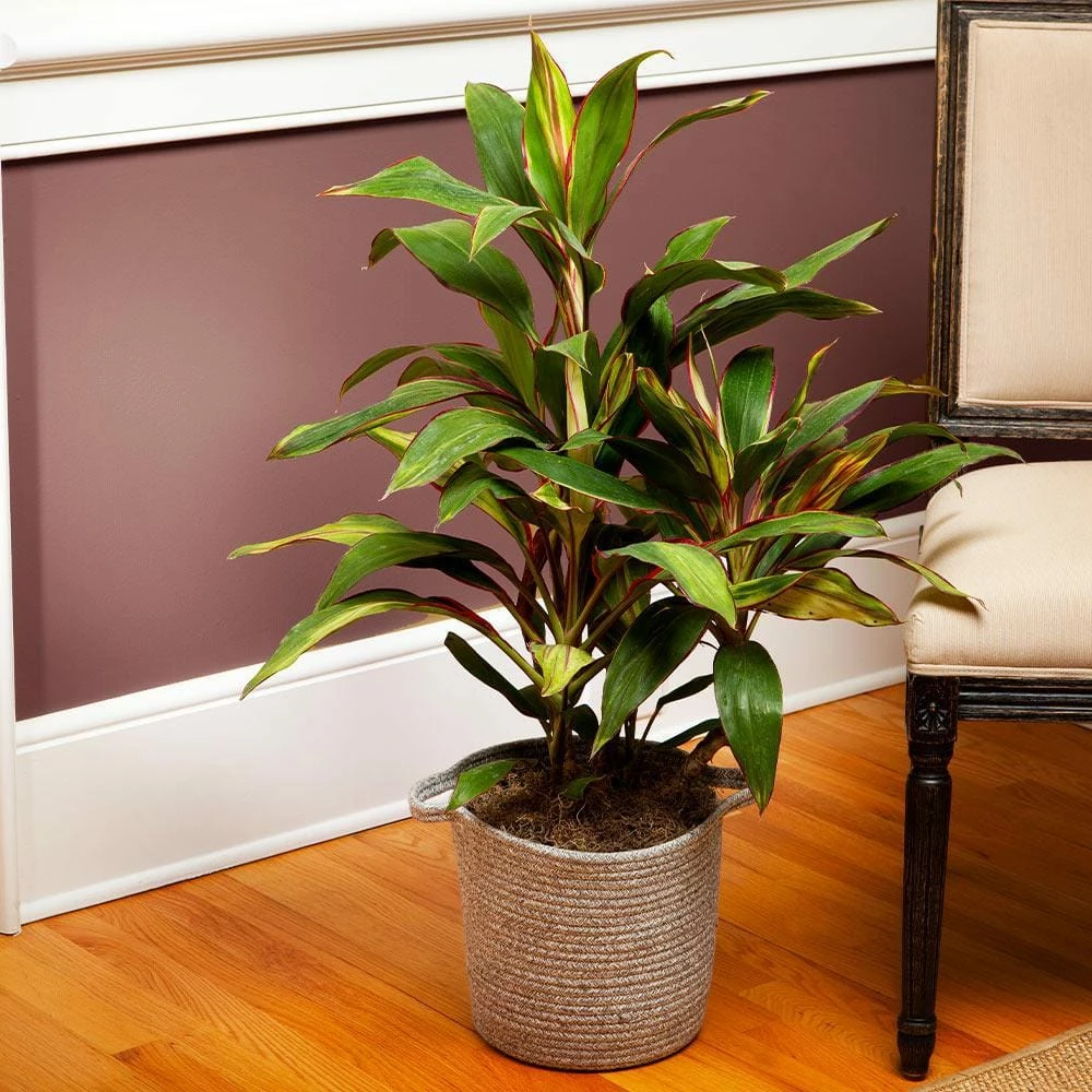 Brighter Blooms 3 Gal. Cordyline Rising Sun Plant - Image 2