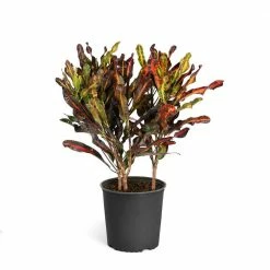 Brighter Blooms 3 Gal. Croton Plant in Pot