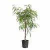 Brighter Blooms 3 Gal. Braided Alii Ficus Plant in Black Pot