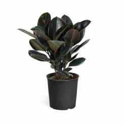 Brighter Blooms 3 Gal. Rubber Plant Ficus Elastica Plant in Pot