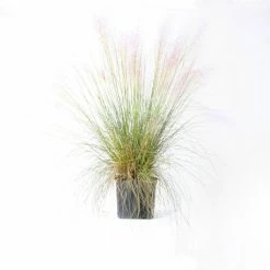 Brighter Blooms 3 Gal. Pink Muhly Ornamental Grass