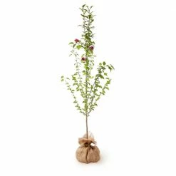 Brighter Blooms 5 ft. to 6 ft. Red Althea Rose of Sharon Tree