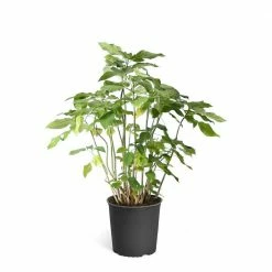 Brighter Blooms 3 Gal. Peach Angel Trumpet Flowering Plant