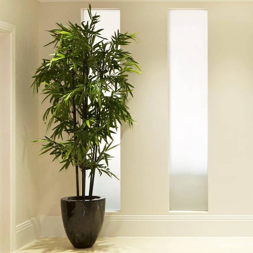 Brighter Blooms 3 Gal. Black Bamboo Tree - Image 4