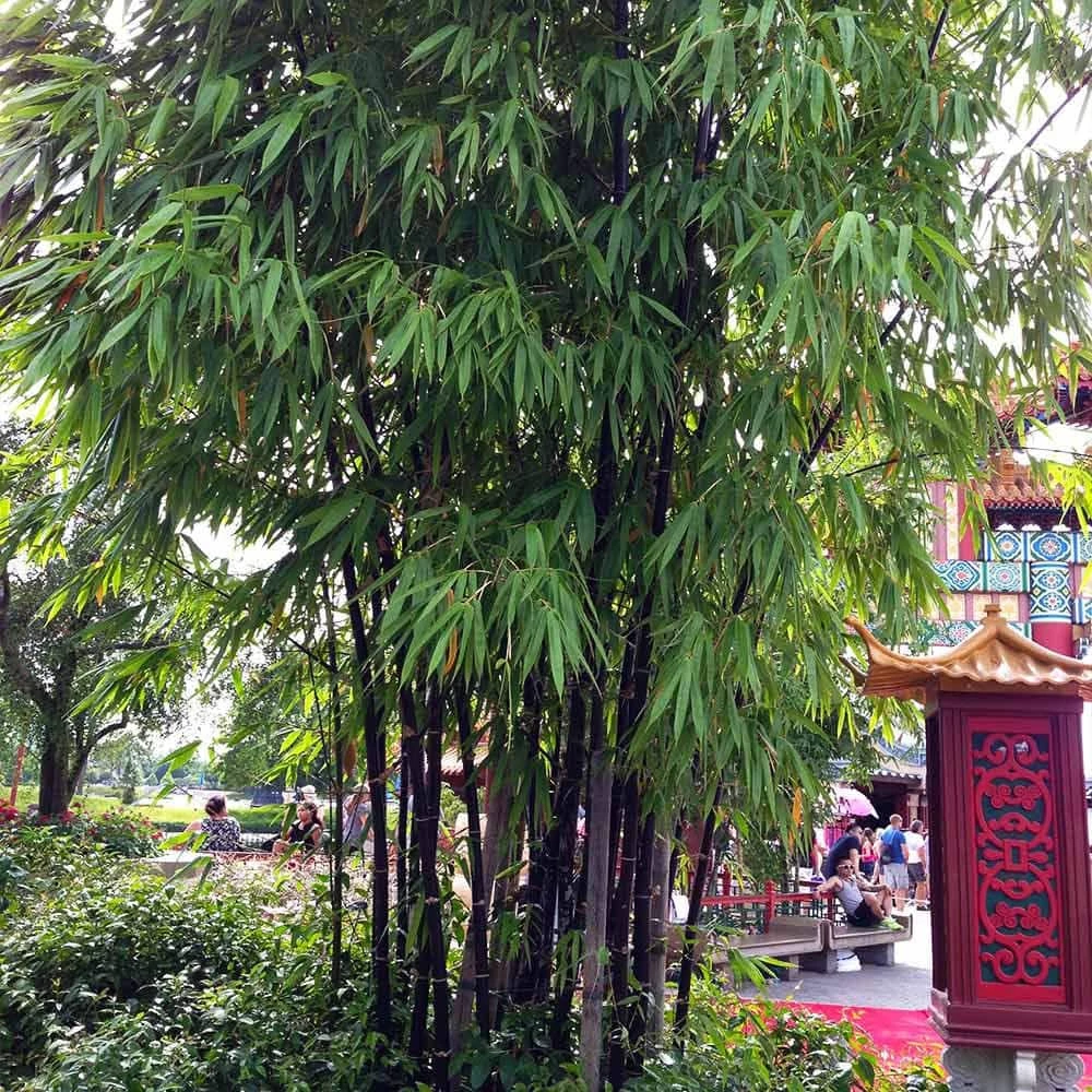 Brighter Blooms 3 Gal. Black Bamboo Tree - Image 3