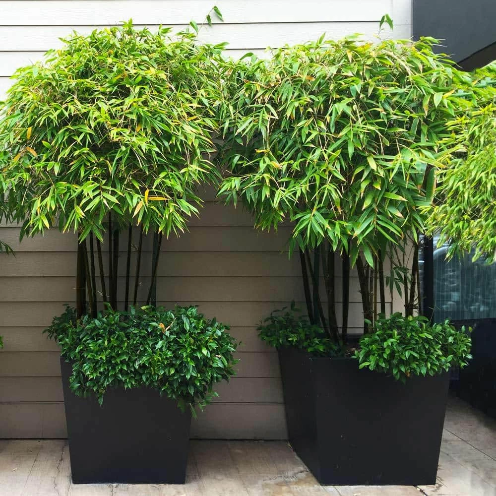 Brighter Blooms 3 Gal. Black Bamboo Tree - Image 2