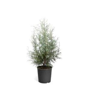 Brighter Blooms 3 Gal. Evergreen Arizona Cypress Tree