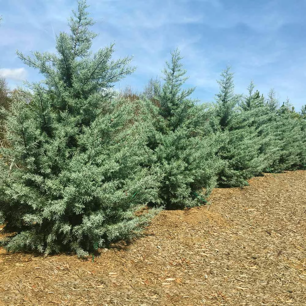 Brighter Blooms 3 Gal. Evergreen Arizona Cypress Tree - Image 2