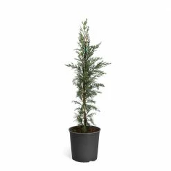 Brighter Blooms 3 Gal. Evergreen Italian Cypress Tree