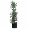 Brighter Blooms 3 Gal. Evergreen Leyland Cypress Trees